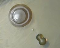 water bacteria water bacteria